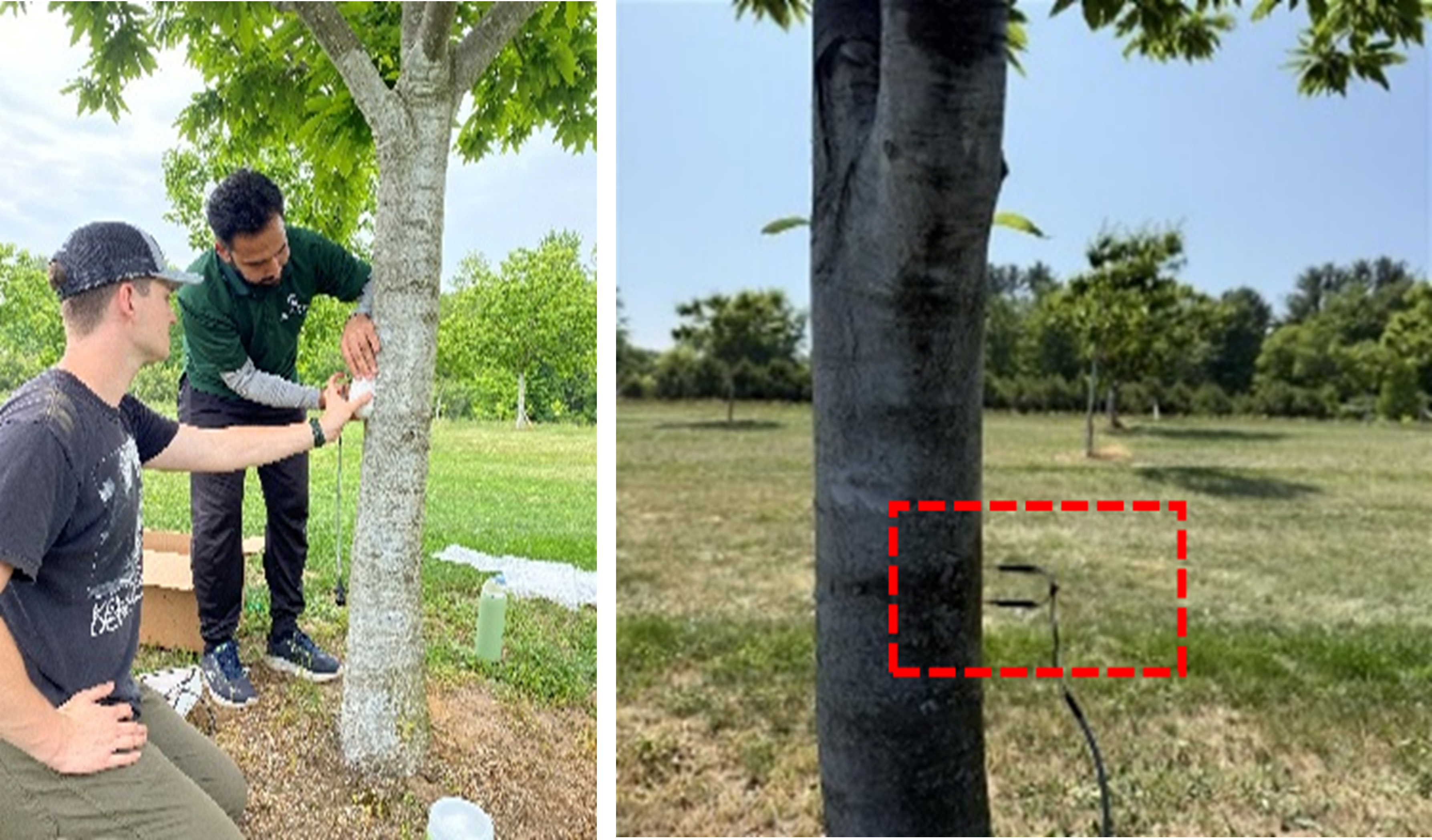 Split image showing chestnut tree irrigation research. On the left, two people apply a material to the trunk of a young chestnut tree in an orchard. On the right, a close-up of a chestnut tree trunk shows a drip irrigation line, with a red dashed box highlighting the irrigation area near the base of the tree.